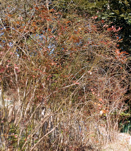 P2020003buruberi.jpg