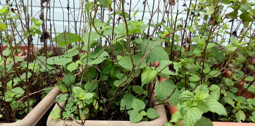 P8300007mint1.jpg