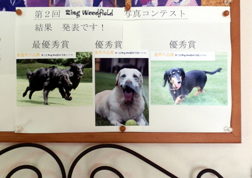 PC040003shashinn.jpg