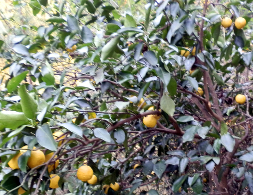 PC100005yuzu1.jpg