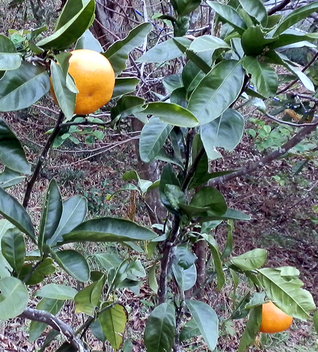 PC100011_01mikan.jpg